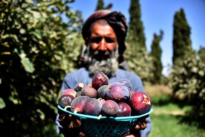 افغانستان نړۍ کې د انځرو له سترو صادرونکو هېوادونو بلل شوی