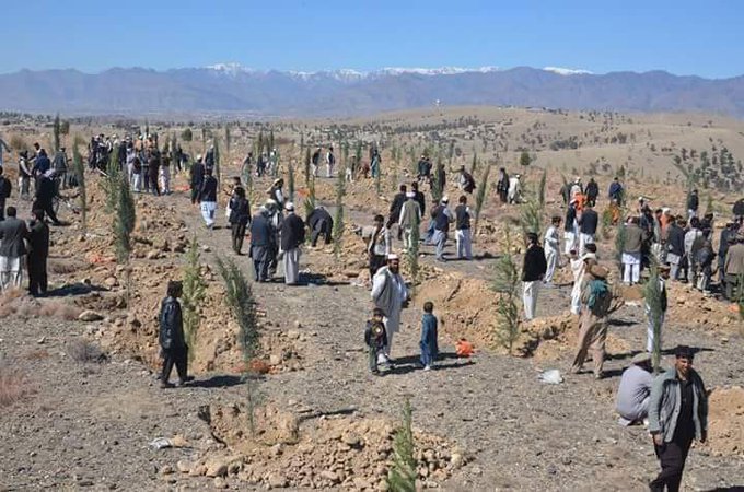 خوست ښاروالي: سږ کال نږدې شل زره نیالګي نهال کوو