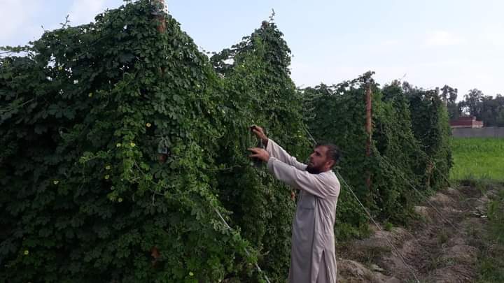 تېرکال؛ ننګرهار کې په ازمايښتي ډول ګډې کرنې ۴۸۴ ټنه سبزيجاتو حاصل ورکړی.