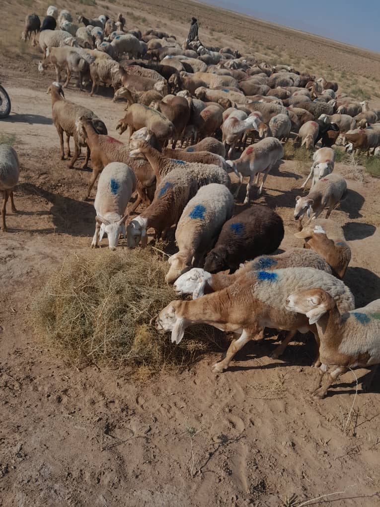 له هرات ایران ته د ۵۵۰ پسونو د قاچاق مخه نېول شوې