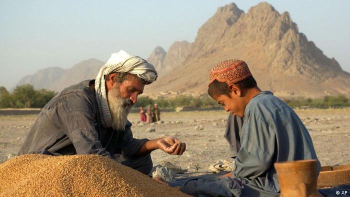 په بلخ کې سږ کال د غنمو حاصلاتو کې زیاتوالی راغلی